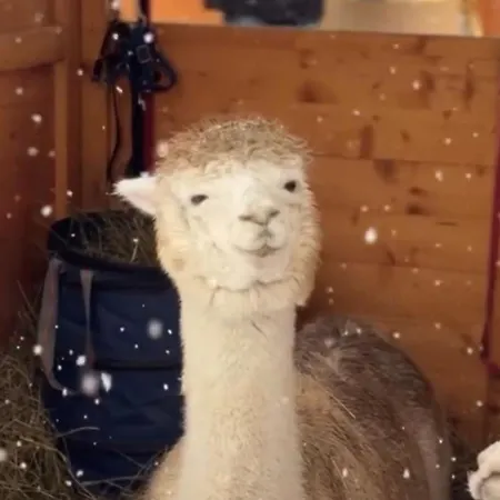 Ganswoanders - Deine Kleine Oase Am Traunsee