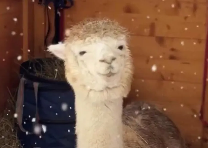 Ganswoanders - Deine Kleine Oase Am Traunsee