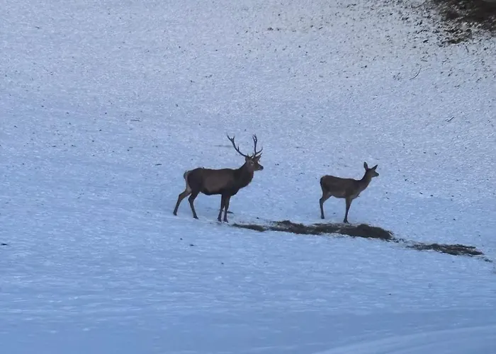 Ganswoanders - Deine Kleine Oase Am Traunsee * Gmunden